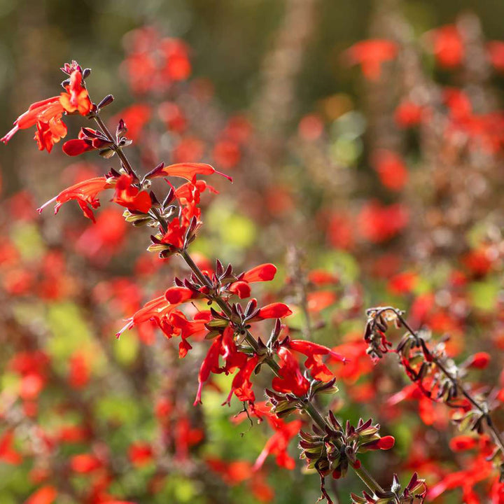 Flower Seeds, Seeds,Seeds For Planting,Plant Seeds