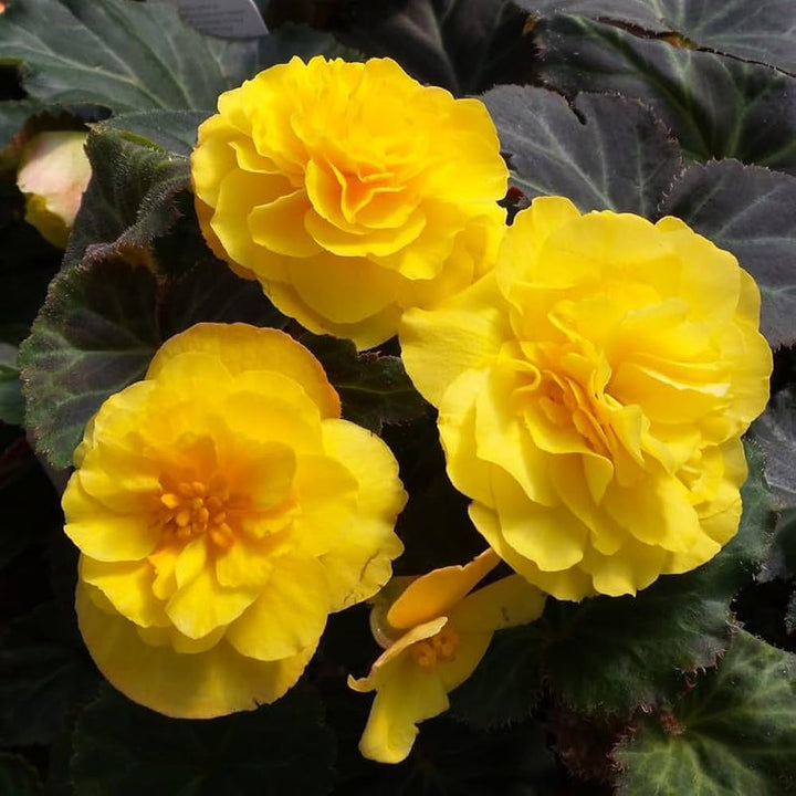 Flower Seeds, Seeds,Seeds For Planting,Plant Seeds