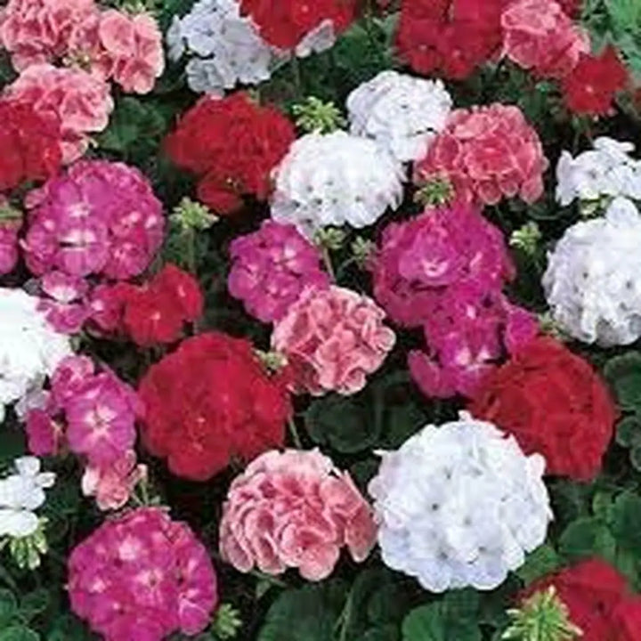 Flower Seeds, Seeds,Seeds For Planting,Plant Seeds