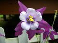 Purple Columbines Flower Seeds for Planting – Heirloom, Non-GMO, High Germination Garden Seeds