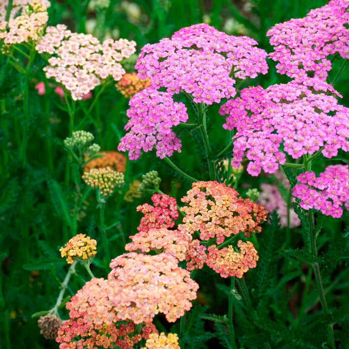 Flower Seeds, Seeds,Seeds For Planting,Plant Seeds
