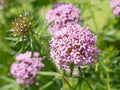 Pink Crossworts Flower Seeds for Planting – Heirloom, Non-GMO Low-Maintenance Organic Garden Seeds