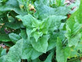 Green Henry Flower Seeds for Planting – Heirloom, Non-GMO, High Germination Organic Garden Seeds