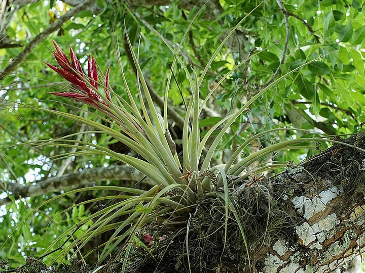 Tillandsia Flower Seeds for Planting – Heirloom, Non-GMO, High Germination, Organic Garden Seeds