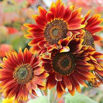 Flower Seeds, Seeds,Seeds For Planting,Plant Seeds