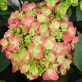 Green Pink Hydrangea Flower Seeds for Planting – Heirloom, Non-GMO, High Germination Organic Garden Seeds