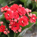 Red Kalanchoe Flower Seeds for Planting – Heirloom, Non-GMO, Cut Flower Favorite Organic Garden Seeds