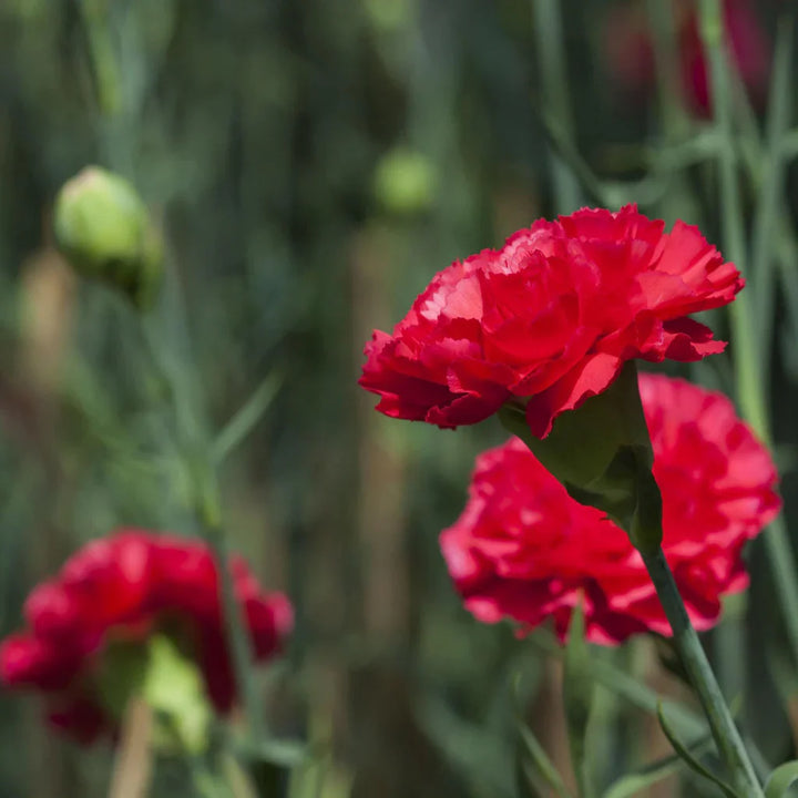 Flower Seeds, Seeds,Seeds For Planting,Plant Seeds