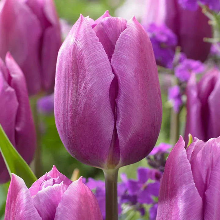 Flower Seeds, Seeds,Seeds For Planting,Plant Seeds