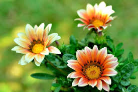 Orange White Gazania Flower Seeds for Planting – Heirloom, Non-GMO, Easy to Grow Organic Garden Seeds
