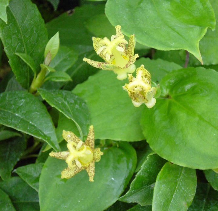 Flower Seeds, Seeds,Seeds For Planting,Plant Seeds