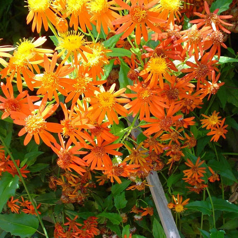 Flower Seeds, Seeds,Seeds For Planting,Plant Seeds