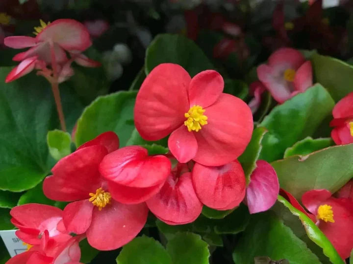 Red Begonia Flower Seeds for Planting – Heirloom, Non-GMO, High Germination Garden Seeds