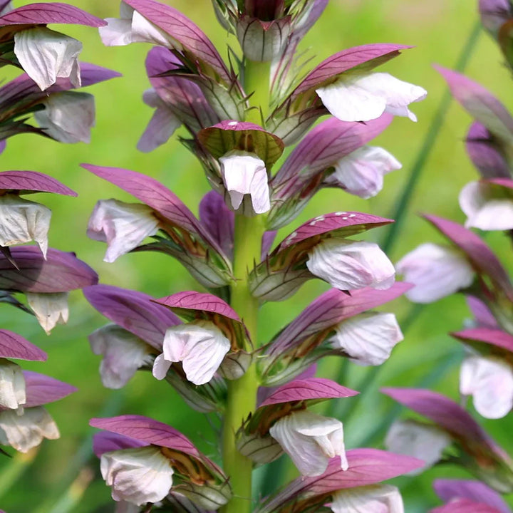 Flower Seeds, Seeds,Seeds For Planting,Plant Seeds