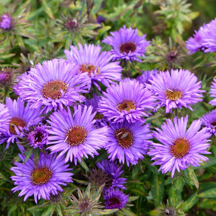 Flower Seeds, Seeds,Seeds For Planting,Plant Seeds