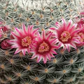 Mixed Mammillaria Flower Seeds for Planting – Heirloom, Non-GMO, High Germination Garden Seeds