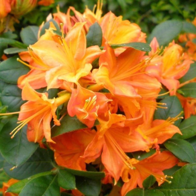 Flower Seeds, Seeds,Seeds For Planting,Plant Seeds