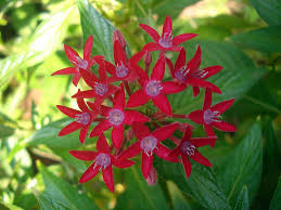 Red Pentas Flower Seeds for Planting – Perfect for Borders, Heirloom & Non-GMO Organic Garden Seeds for Home Garden, 100pcs