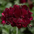 Dark Burgundy Geraniums Flower Seeds for Planting – Sun Loving, Heirloom, Non-GMO, High Germination Organic Garden Seeds
