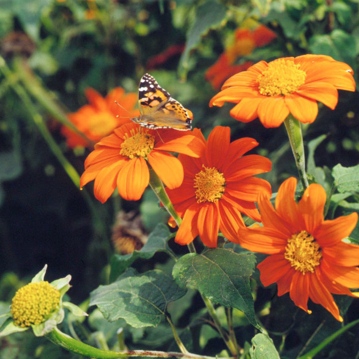 Flower Seeds, Seeds,Seeds For Planting,Plant Seeds