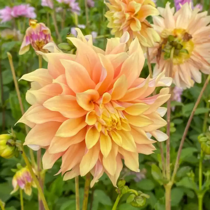 Flower Seeds, Seeds,Seeds For Planting,Plant Seeds