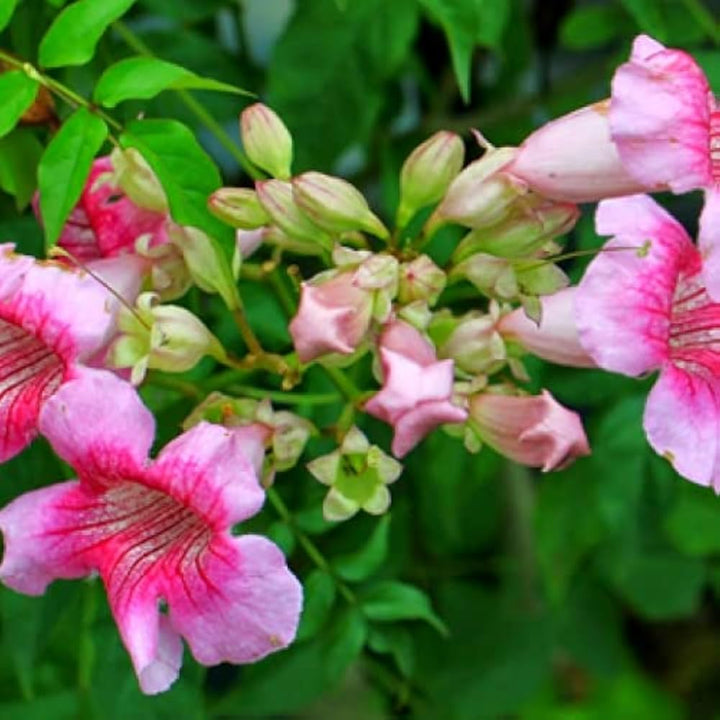 Flower Seeds, Seeds,Seeds For Planting,Plant Seeds