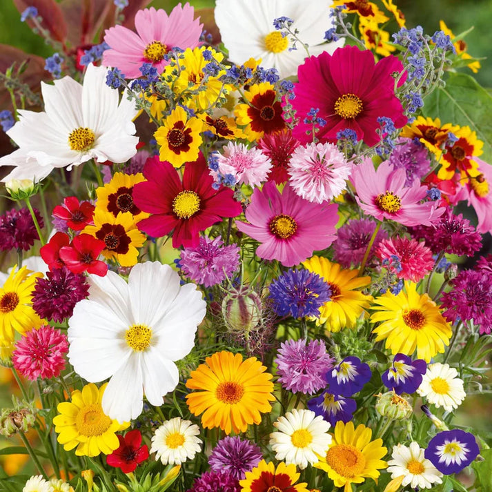 Flower Seeds, Seeds,Seeds For Planting,Plant Seeds