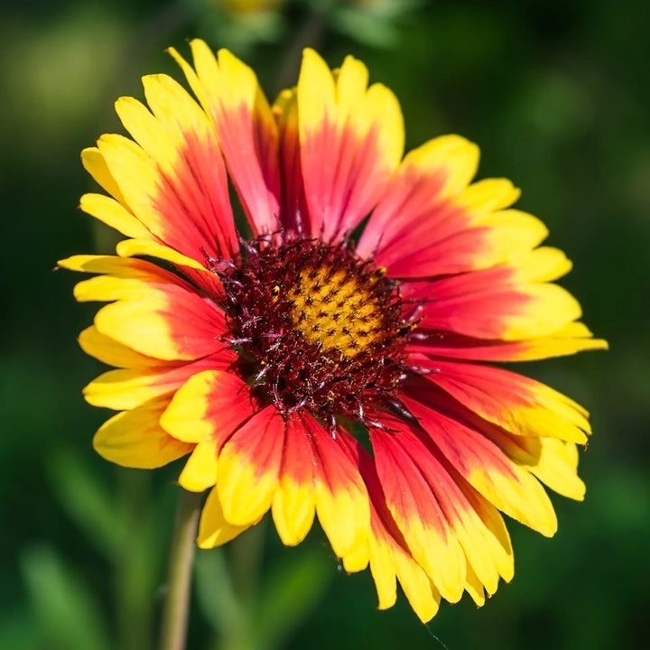 Flower Seeds, Seeds,Seeds For Planting,Plant Seeds
