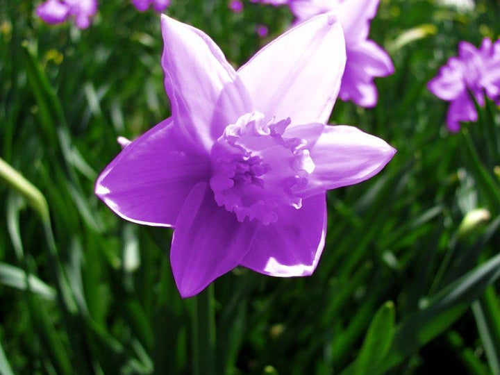 Flower Seeds, Seeds,Seeds For Planting,Plant Seeds