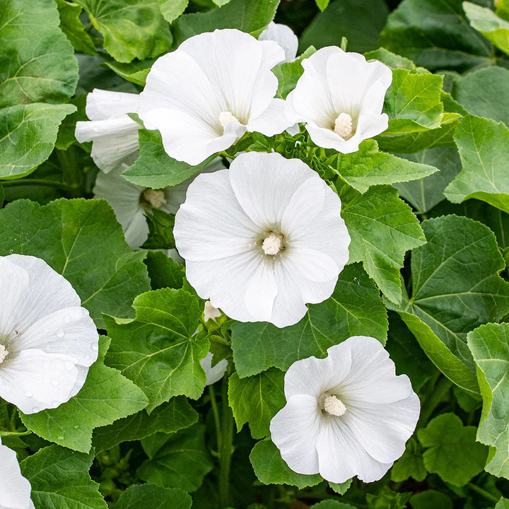 Flower Seeds, Seeds,Seeds For Planting,Plant Seeds