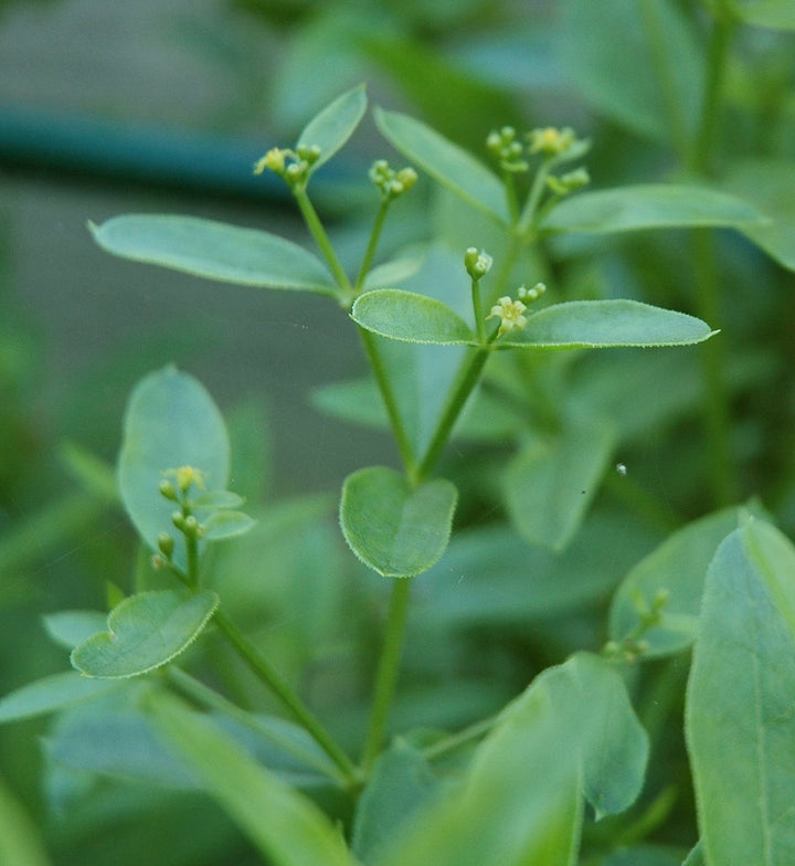 Flower Seeds, Seeds,Seeds For Planting,Plant Seeds