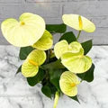 Light Yellow Anthurium Flower Seeds for Planting – Heirloom, Non-GMO Sun-Loving Organic Garden Seeds