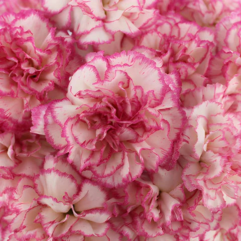 Pink White Carnation Flower Seeds for Planting – Heirloom, Non-GMO, Compact Growth Garden Seeds