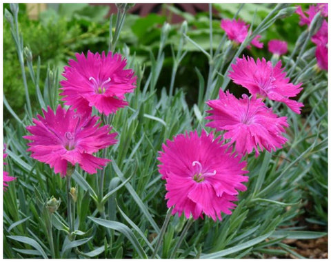 Flower Seeds, Seeds,Seeds For Planting,Plant Seeds