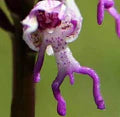 Monkey Face Purple Flower Seeds for Planting – Cottage Garden Essential, Heirloom, Non-GMO, High Germination Organic Garden Seeds