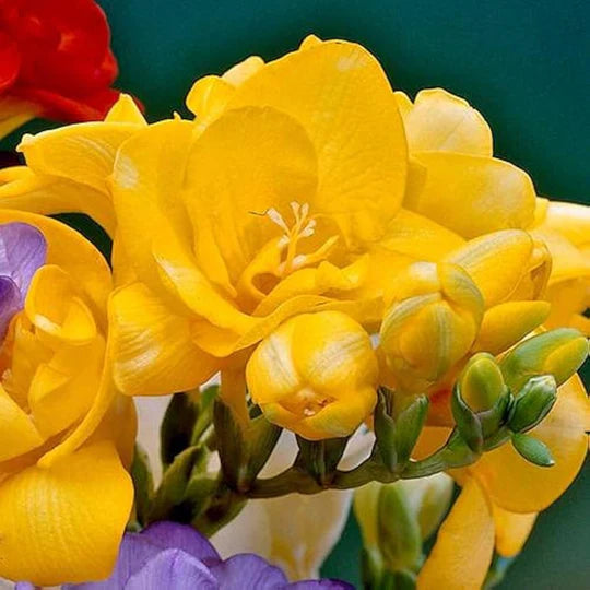 Yellow Freesias Flower Seeds for Planting – Heirloom, Non-GMO, High Germination Cut-Flower Favorite