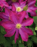 Pink Clematis Flower Seeds for Planting – Heirloom, Non-GMO, Vibrant Color Garden Seeds