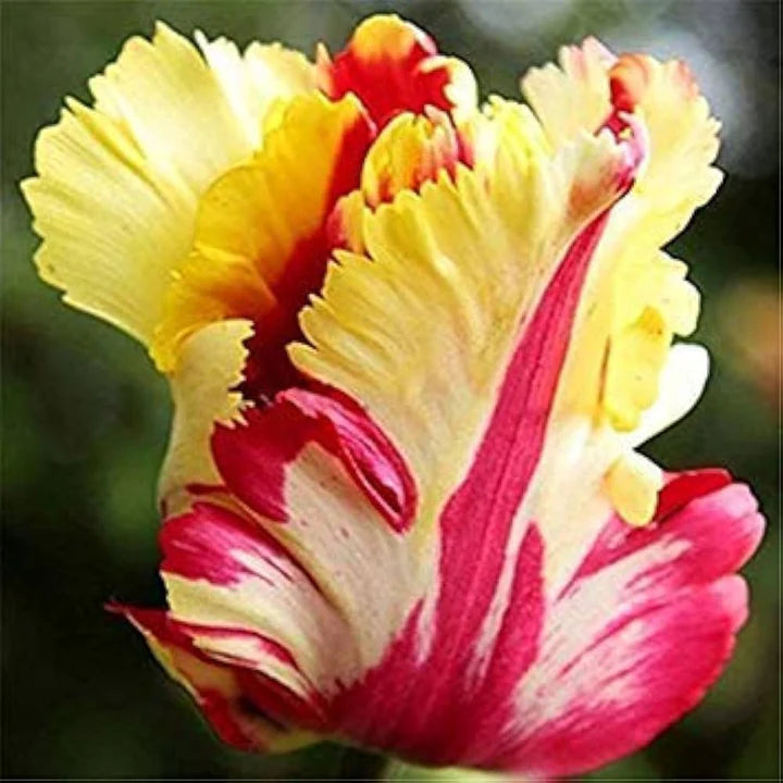 Tulpe-Birnen Flower Seeds for Planting – Heirloom, Non-GMO, Premium Quality Organic Garden Seeds