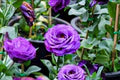 Purple Lisianthus Flower Seeds for Planting – Heirloom, Non-GMO, High Germination Garden Seeds