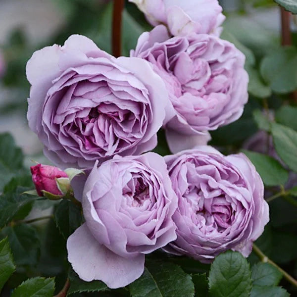 Light Purple Climbing Rose Flower Seeds for Planting – Bright Blooms, Heirloom, Non-GMO, High Germination Organic Garden Seeds