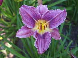 Flower Seeds, Seeds,Seeds For Planting,Plant Seeds