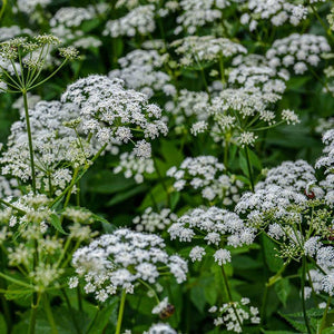 Flower Seeds, Seeds,Seeds For Planting,Plant Seeds
