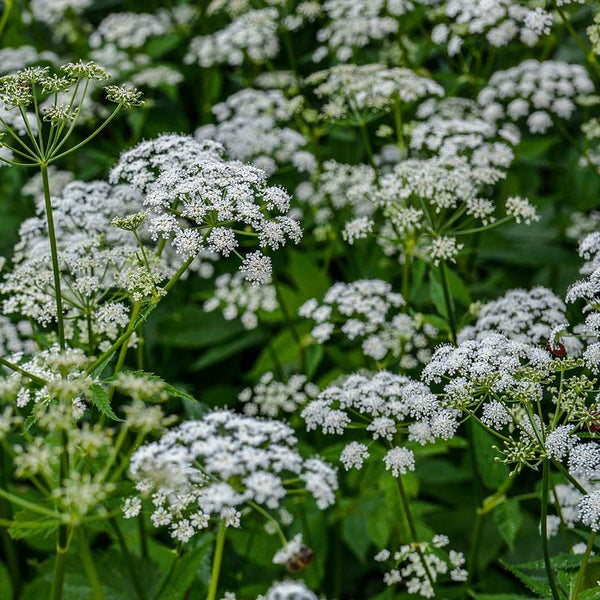 Flower Seeds, Seeds,Seeds For Planting,Plant Seeds