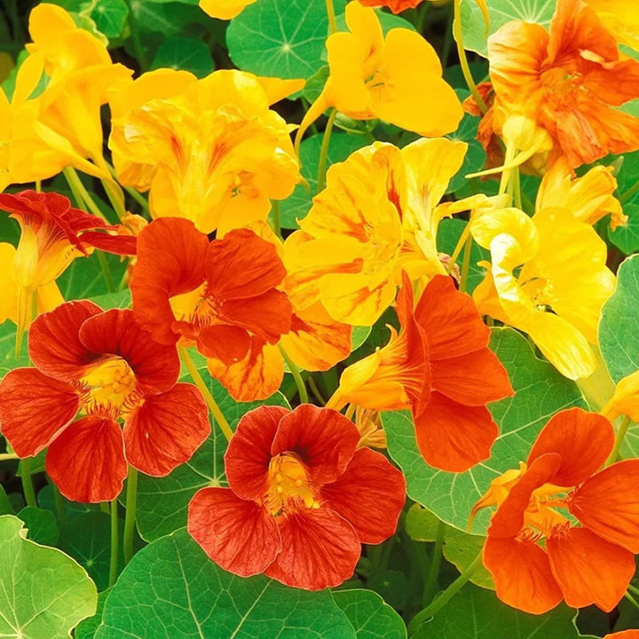 Flower Seeds, Seeds,Seeds For Planting,Plant Seeds