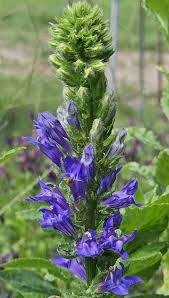 Blue Cardinal Flower Seeds for Planting – Heirloom, Non-GMO, High Germination Organic Garden Seeds