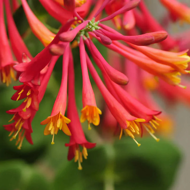 Flower Seeds, Seeds,Seeds For Planting,Plant Seeds