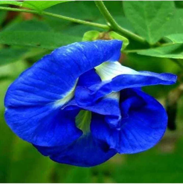 Flower Seeds, Seeds,Seeds For Planting,Plant Seeds