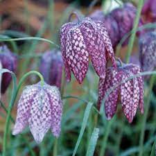 Flower Seeds, Seeds,Seeds For Planting,Plant Seeds