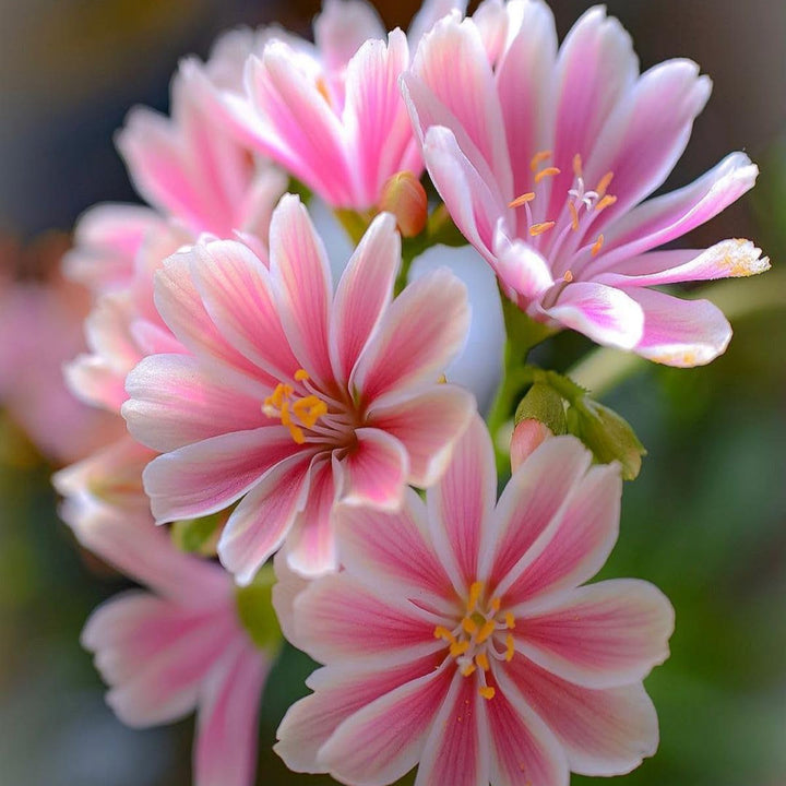 Flower Seeds, Seeds,Seeds For Planting,Plant Seeds