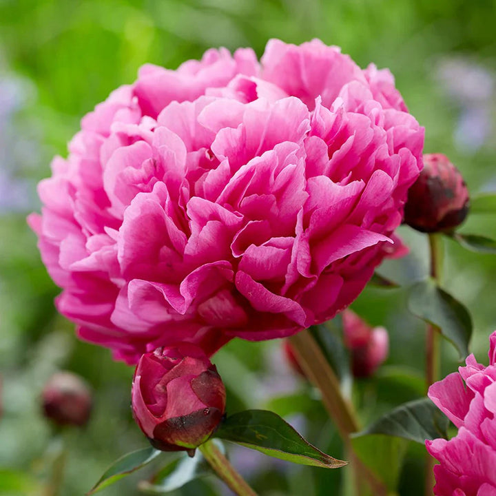 Flower Seeds, Seeds,Seeds For Planting,Plant Seeds